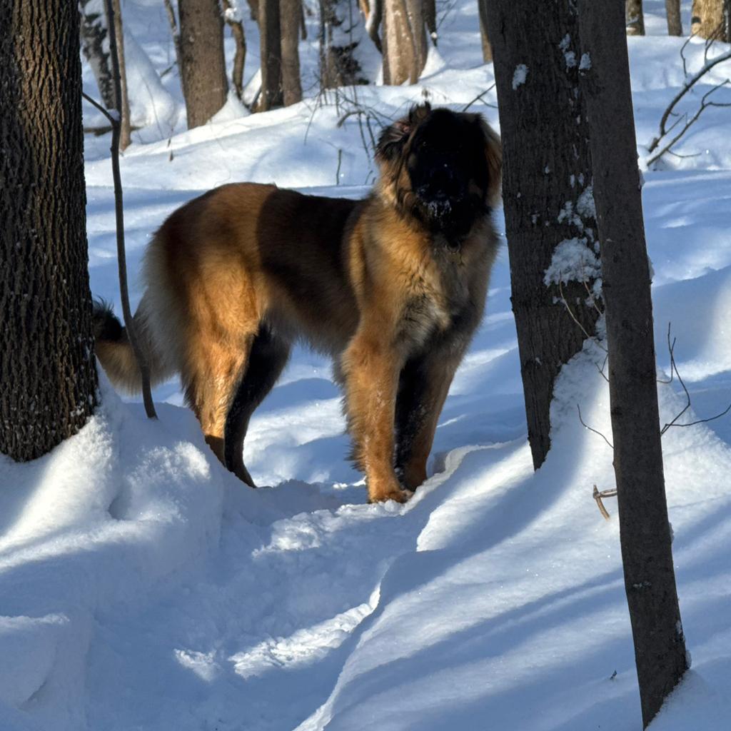 Pierre-Olivier Brunet