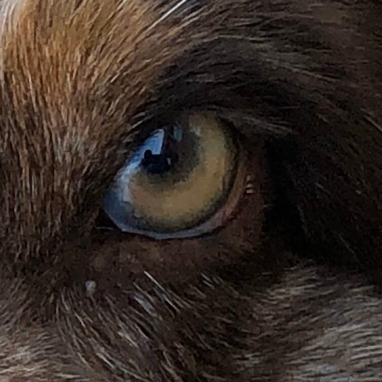 TriKona Hawaii {RWB)