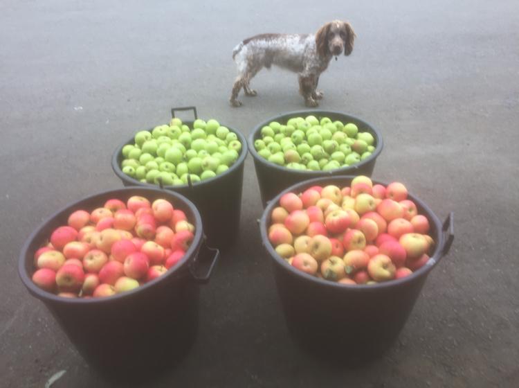 Martin Harris (Ciderman)