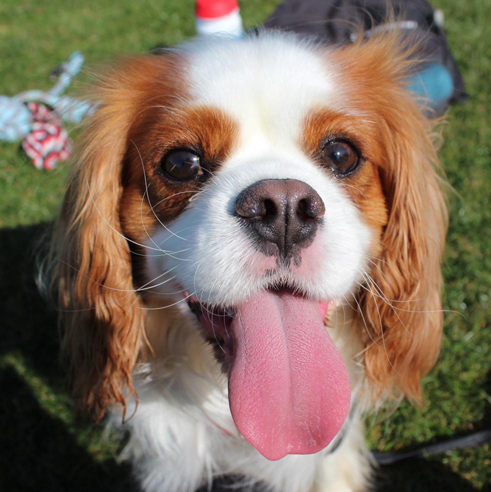 Llyr ApGeraint-Roberts