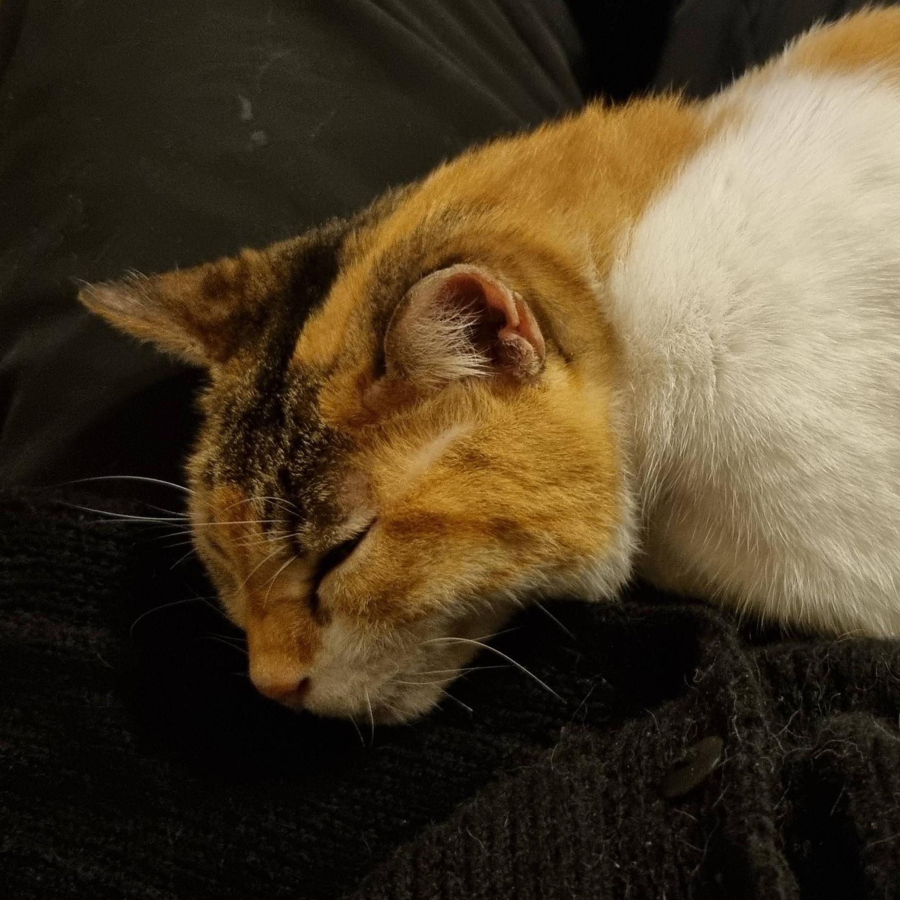 Tony .C (GXY) (ZUTD)