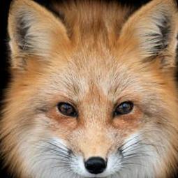 Ewan  Fox (HCC-MRCC) 