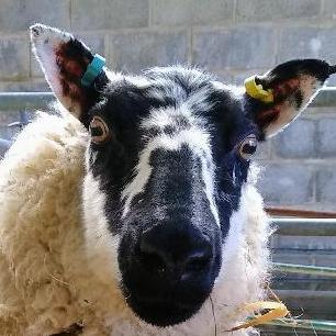 Neil Clegg 🐿️ [V]