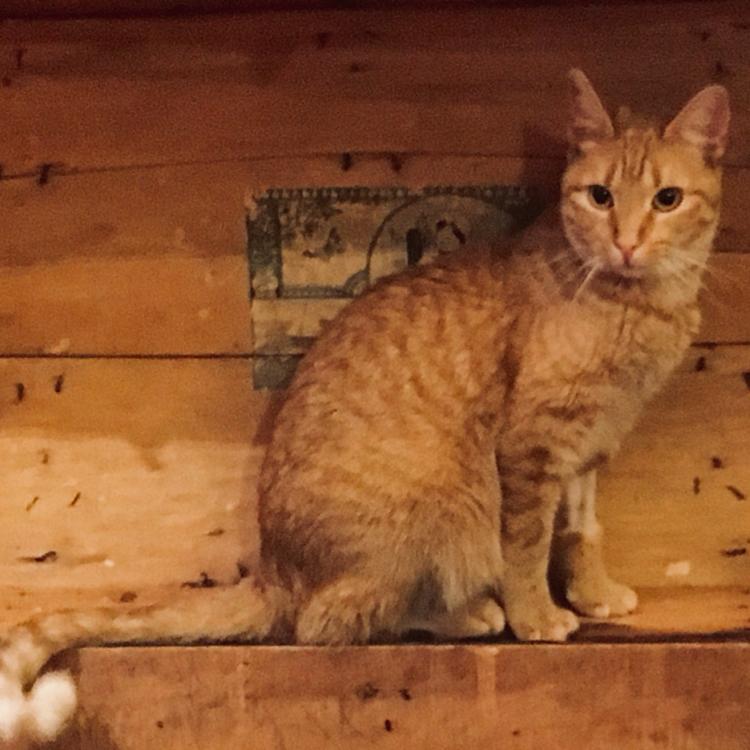 John Clements EN (C)