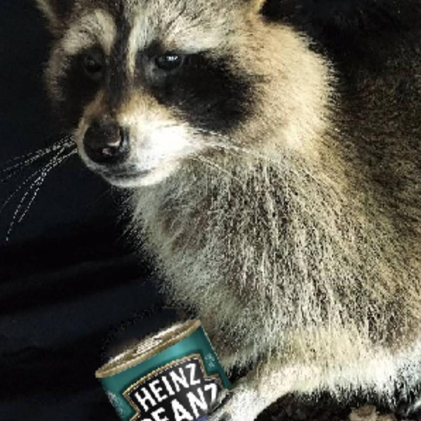Pat C 🦝
