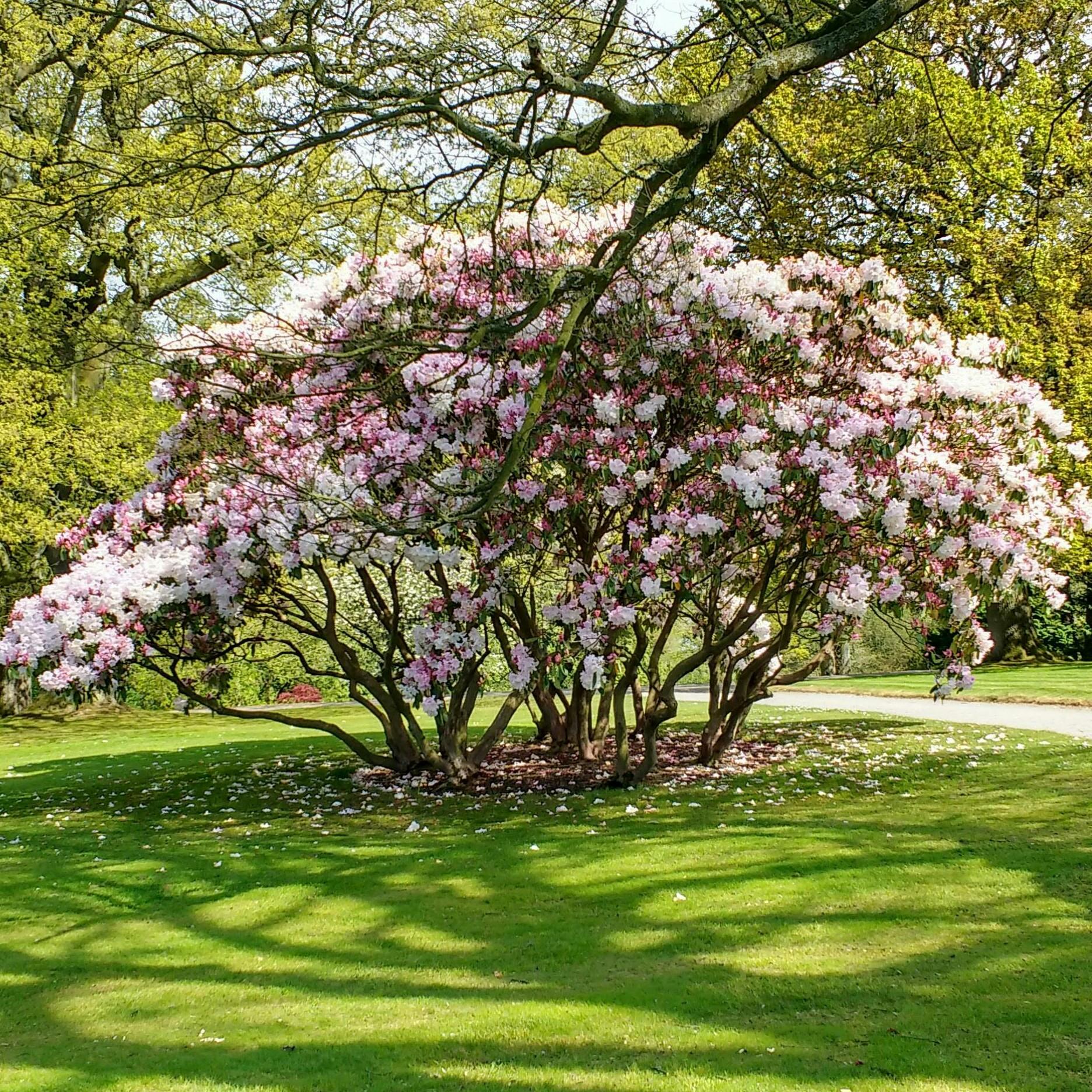 Andrew Martin [Fellowship]