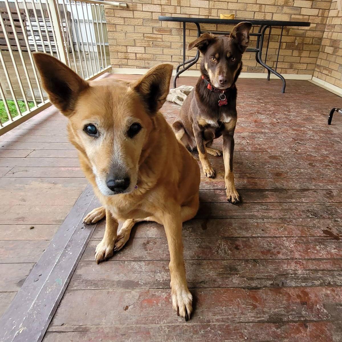 lucky & bella king