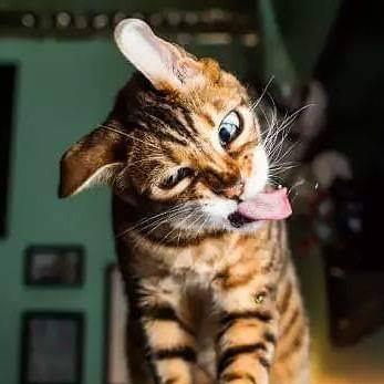   Radek van der Korbut