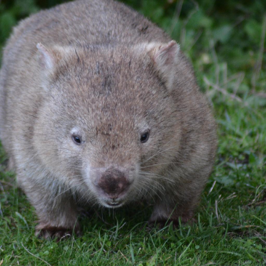 A Wombat