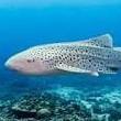 Zebra Shark (HERD)