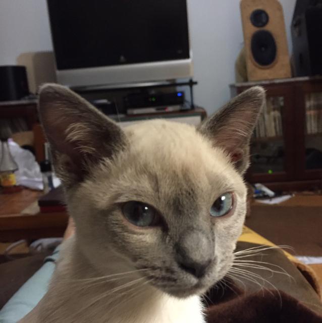 Chris Anderson  PHX Rising