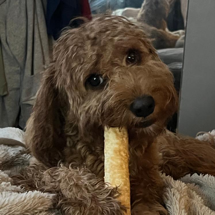 Rob Bick 🐻 (F365)