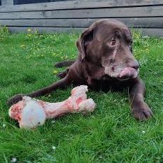 Flading Pedersen [DBR]