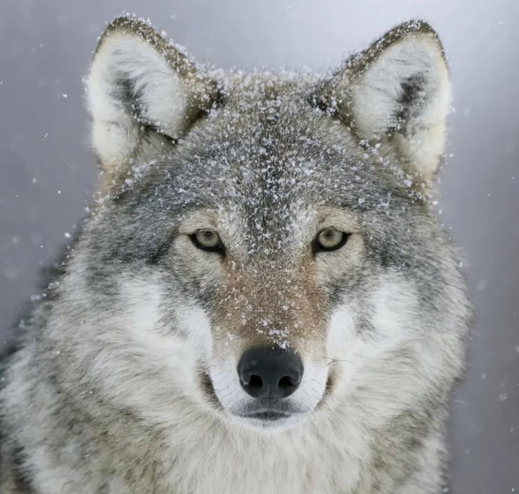 T odd (Pack/Herd/Galaxy)🐺🪐