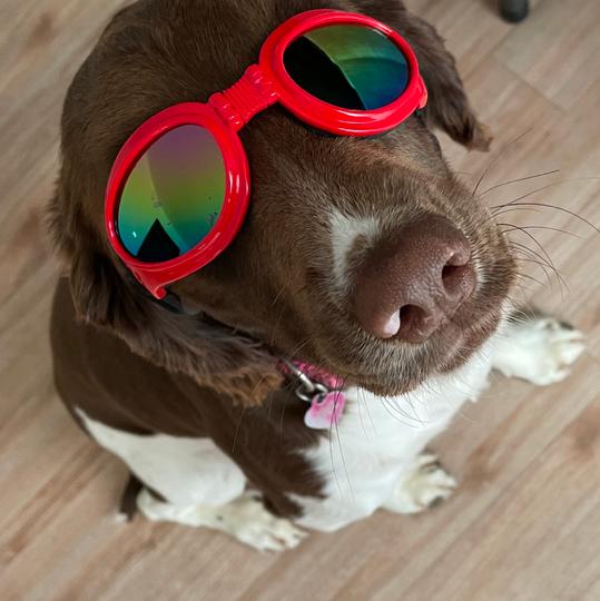 Lisa English (WCC)🐢