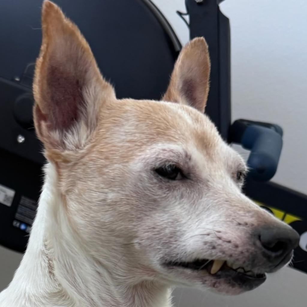 G. Honetschlager TT1D