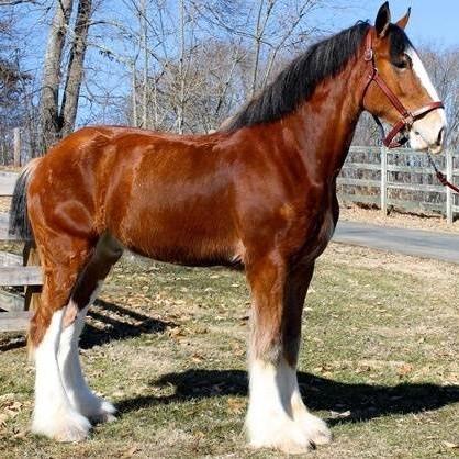 Paul Lambert (Skeleton Wheelers)