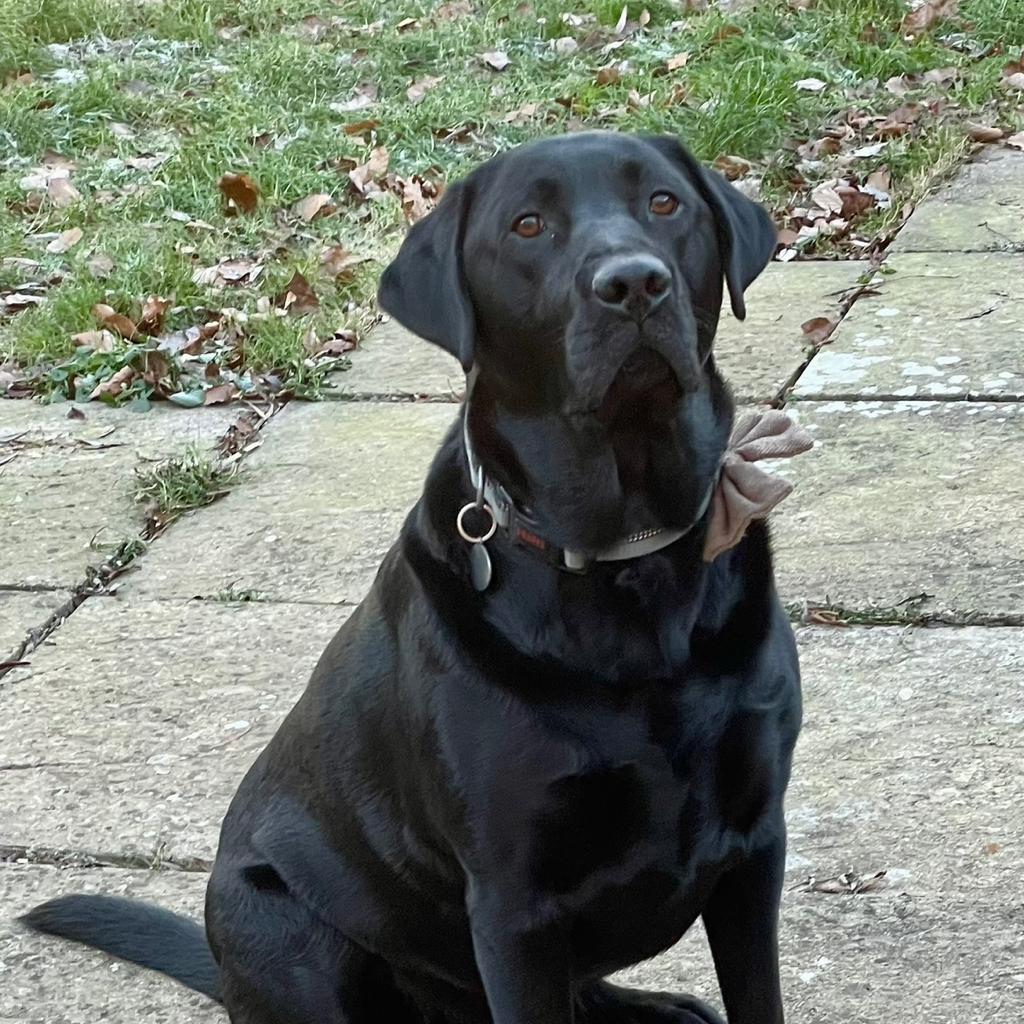  Bob Bobson (Pack🐺)