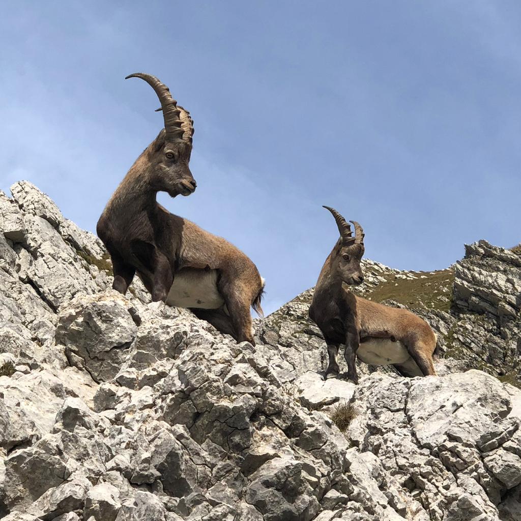   Mojo | LEQP 🍯🐻